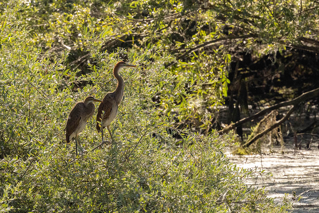 Couple de hérons pourpré dans les saules